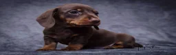 Miniature Dachshund dogs for sale: 1 little choc and tan girl ready to go now  - Advert 3