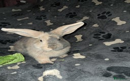 Harlequin rabbits for sale: Harlequin Rabbits for sale  - Image 2