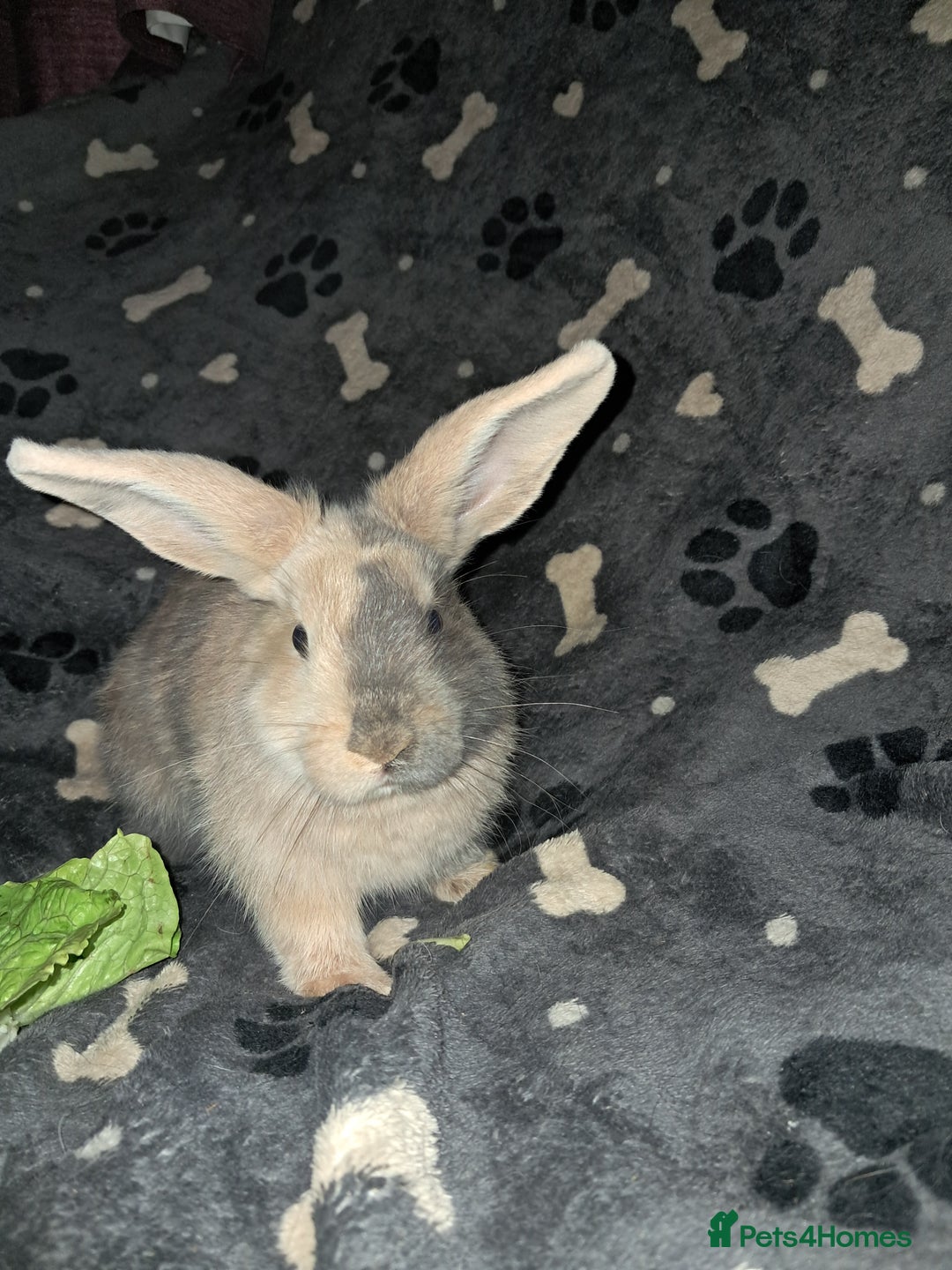 Harlequin rabbits for sale: Harlequin Rabbits for sale  - Image 2