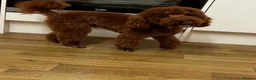Toy Poodle dogs for sale: Waiting List Open 💞🏆 - Advert 10