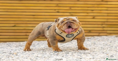 English Bulldog dogs in Basildon - Advert 2