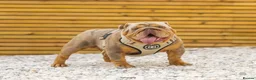 English Bulldog dogs for stud: 🚨 REDUCED!! EPIC BULLYZ VENOM - BENCHPRESS SON 🚨 in Basildon - Advert 4
