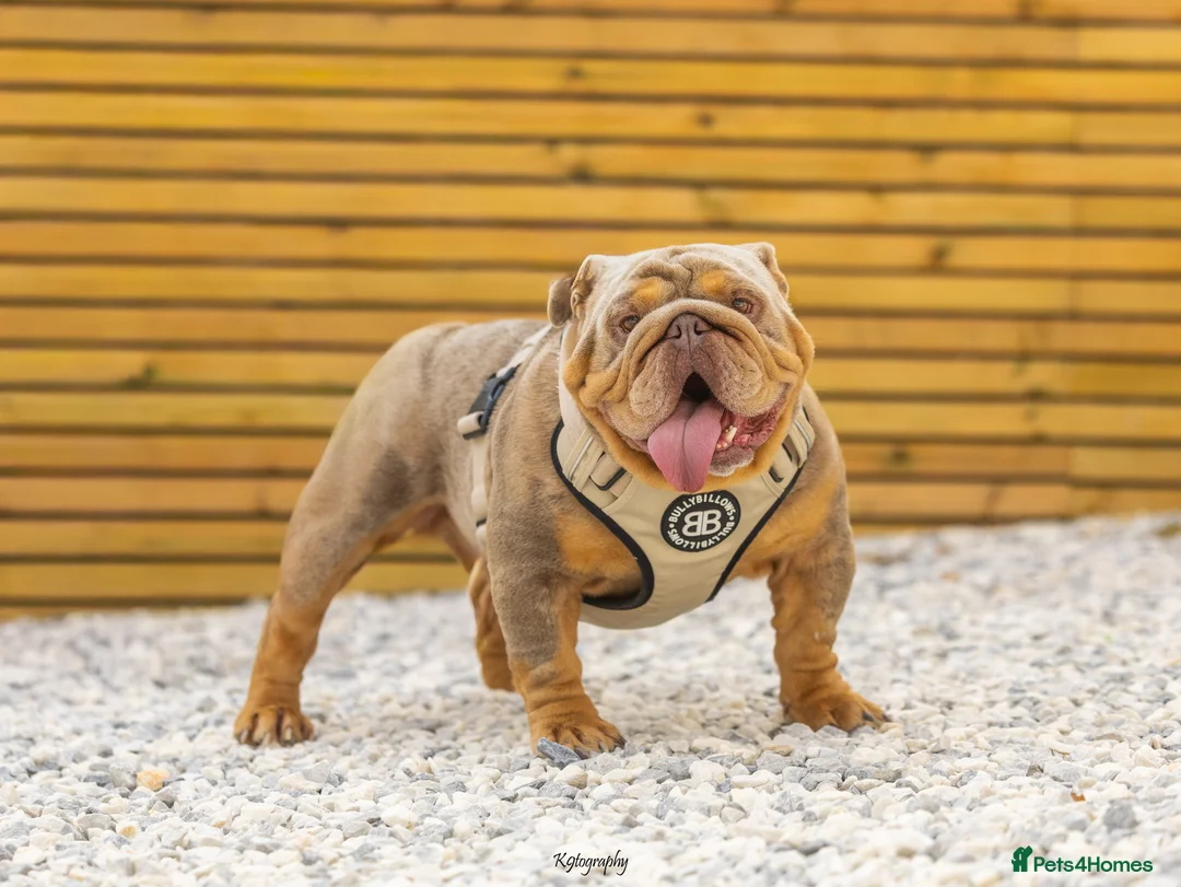 English Bulldog dogs for stud: 🚨 REDUCED!! EPIC BULLYZ VENOM - BENCHPRESS SON 🚨 in Basildon - Advert 4