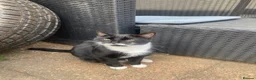 Mixed Breed cats for sale: Mixed breed kittens  - Advert 1