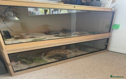 Python Snake reptiles for sale: Python and setup hand tame  - Image 2