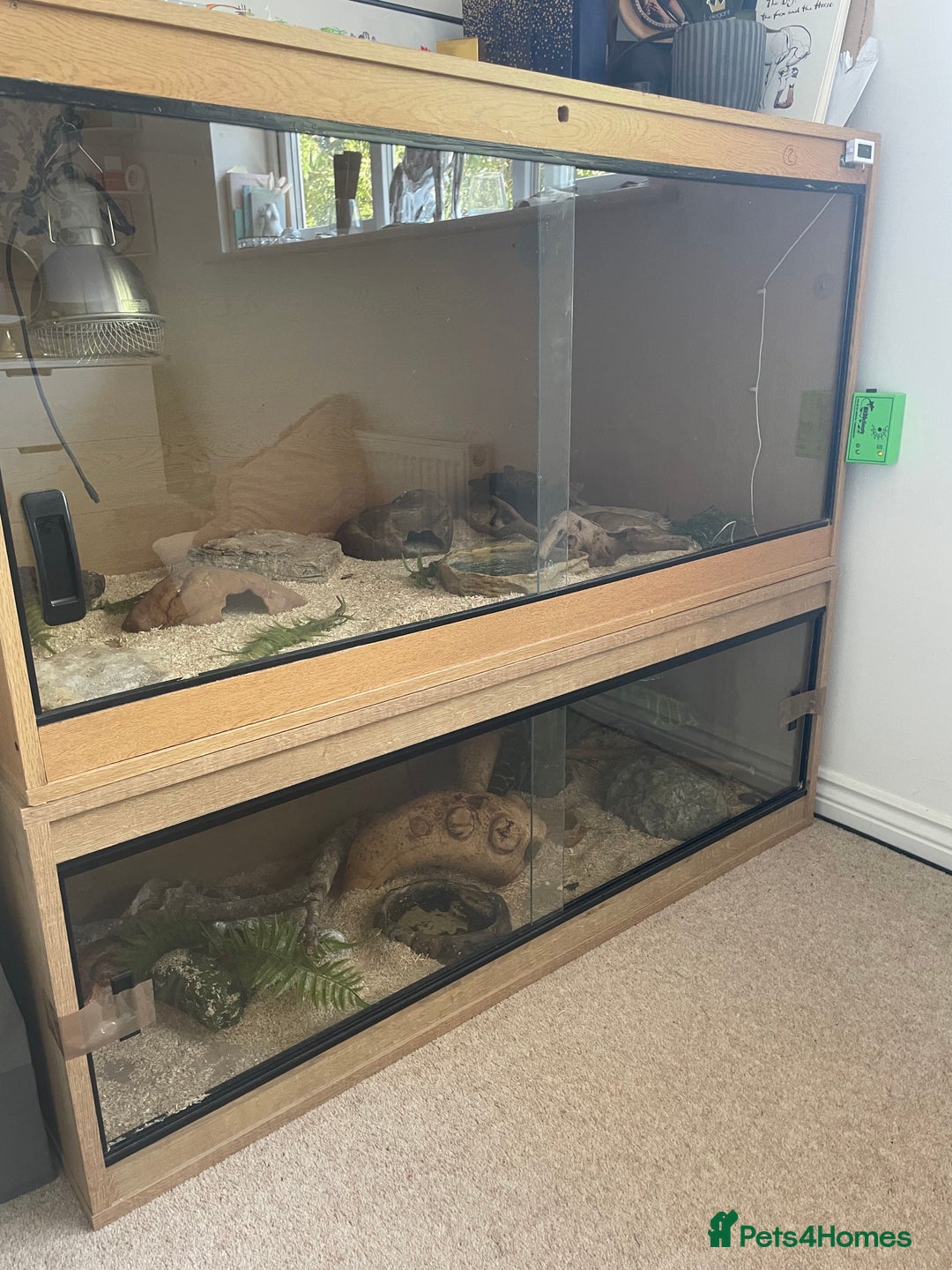 Python Snake reptiles for sale: Python and setup hand tame  - Image 2