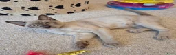 Burmese cats for sale: Purebred Burmese female 6mc, GCCF, TICA registered - Advert 4