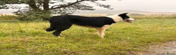 Border Collie dogs for sale: Thistledo Tam in Banff - Advert 5