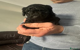Cockapoo dogs for sale: Black female cockerpoo - Advert 4