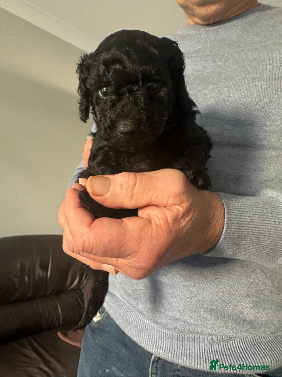 Cockapoo dogs for sale: Black female cockerpoo - Advert 4
