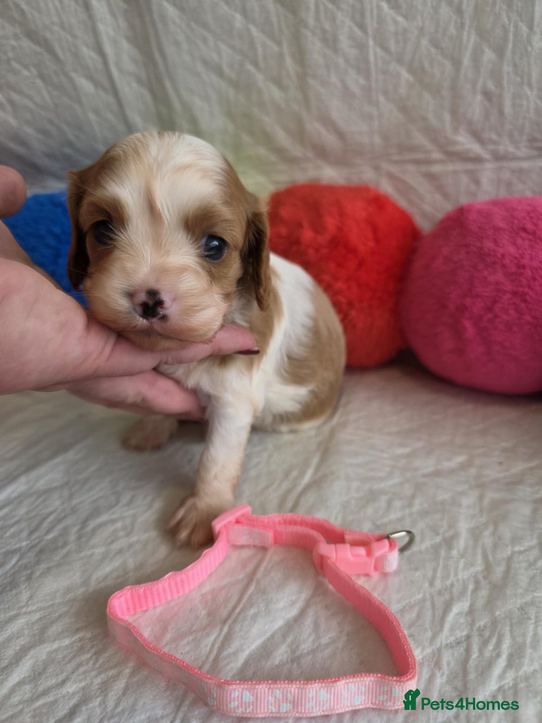 Cavapoo dogs for sale: 🥇Finest Quality Beautiful Toy Cavapoos🥇 - Image 4