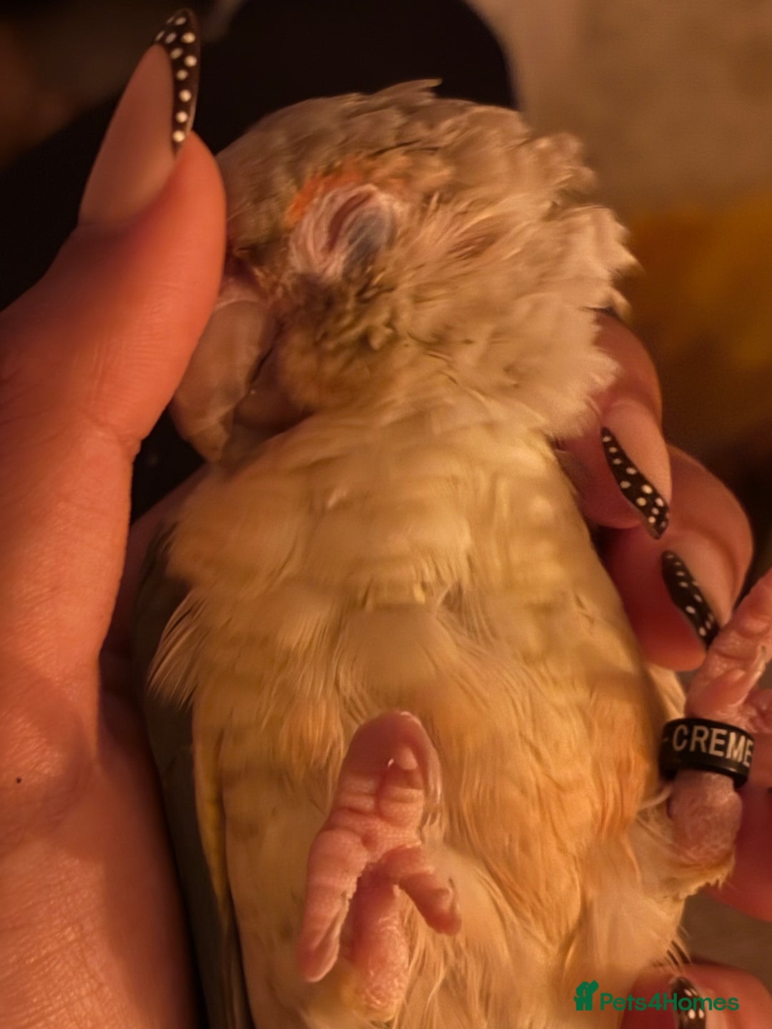 Conures birds for sale: Pineapple Conure  - Advert 4