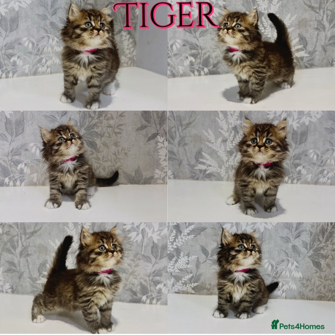 Persian cats for sale: Pure Breed Doll Faced Persian Kittens –Home Raised - Advert 7