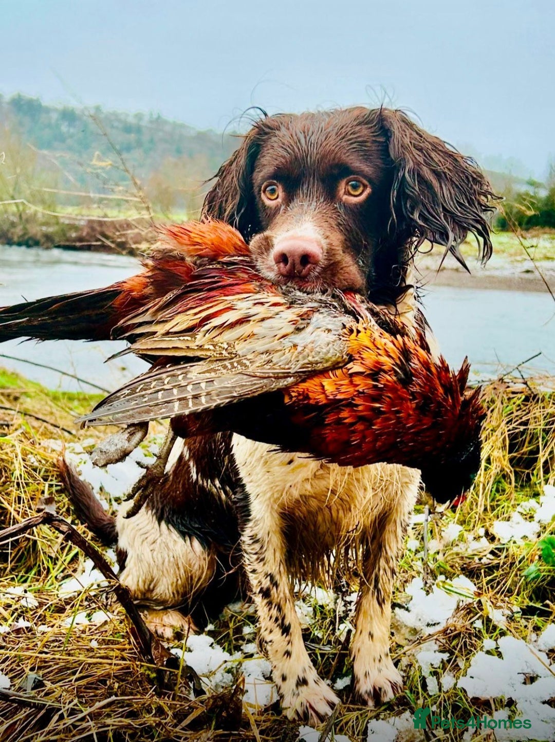 English Springer Spaniel dogs for sale: KC Reg English Springer Spaniels - 2 girls left - Advert 8