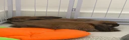 Mini Lop rabbits for sale: Two bonded male mini lop bunnies 6months old  - Advert 4