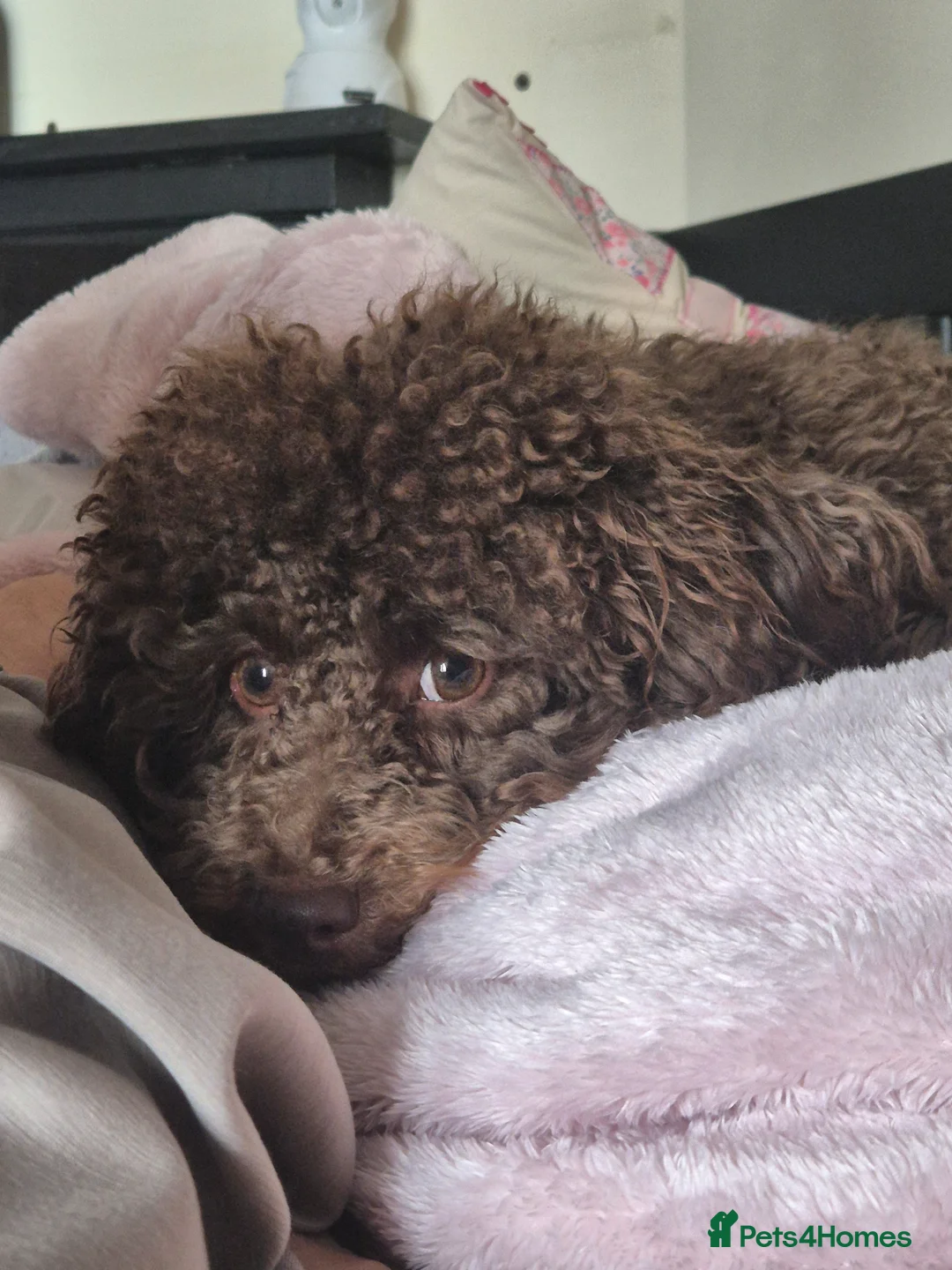 Miniature Poodle dogs for sale: Miniature poodle chocolate brown - Advert 2