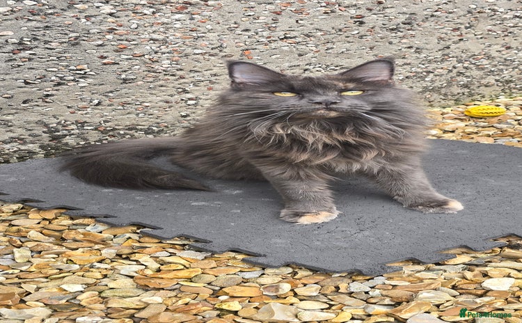 Maine Coon cats - Advert 3