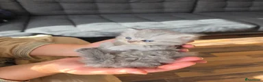 Persian 3