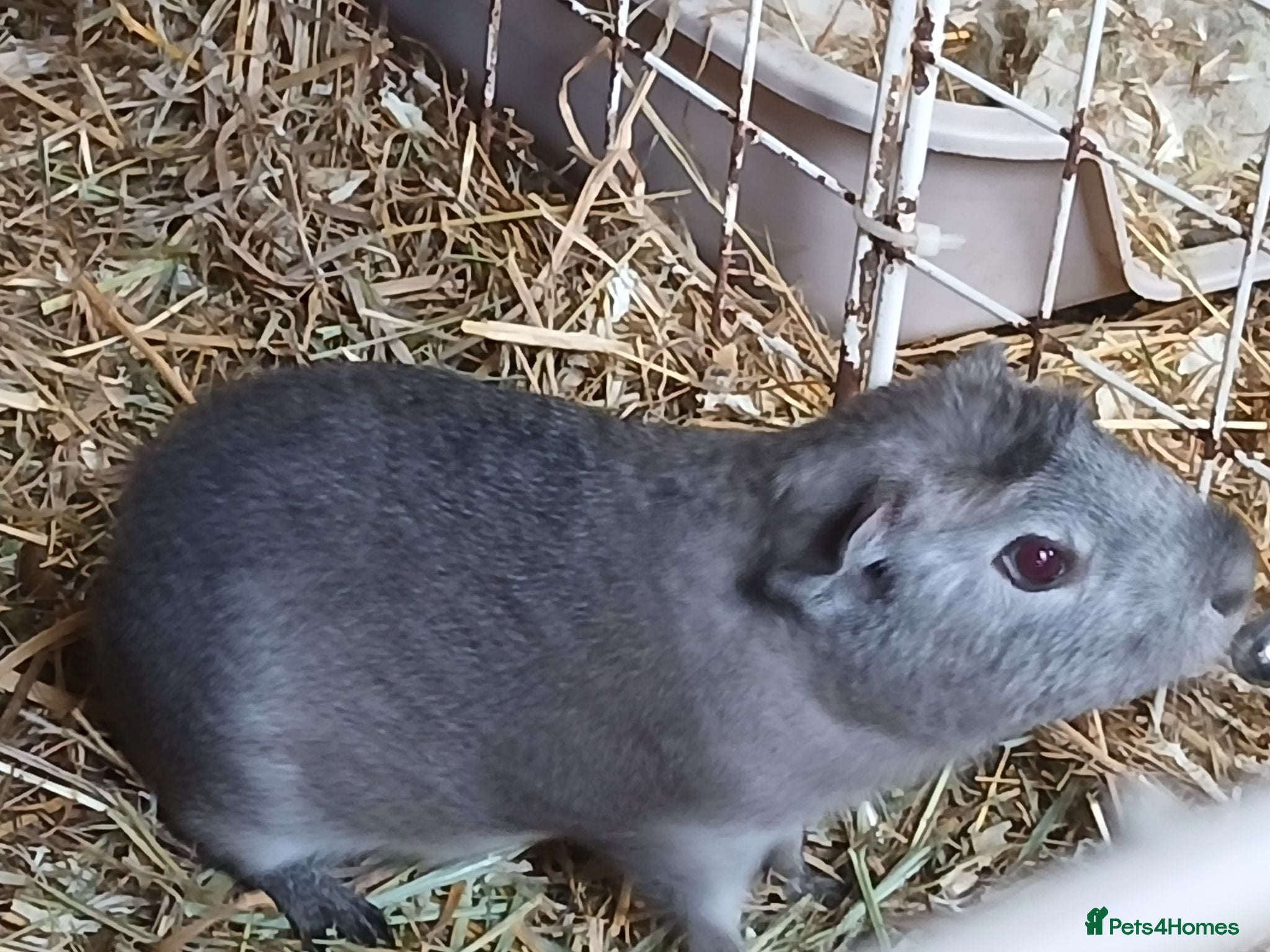 Guinea Pig rodents Baby Boar Guinea Pigs for Sale - Advert 3