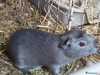 Guinea Pig rodents Baby Boar Guinea Pigs for Sale - Advert 3