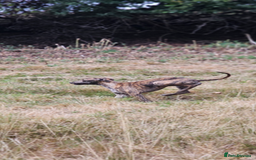 Whippet dogs for sale: 6 month old brindle whippet - Advert 5