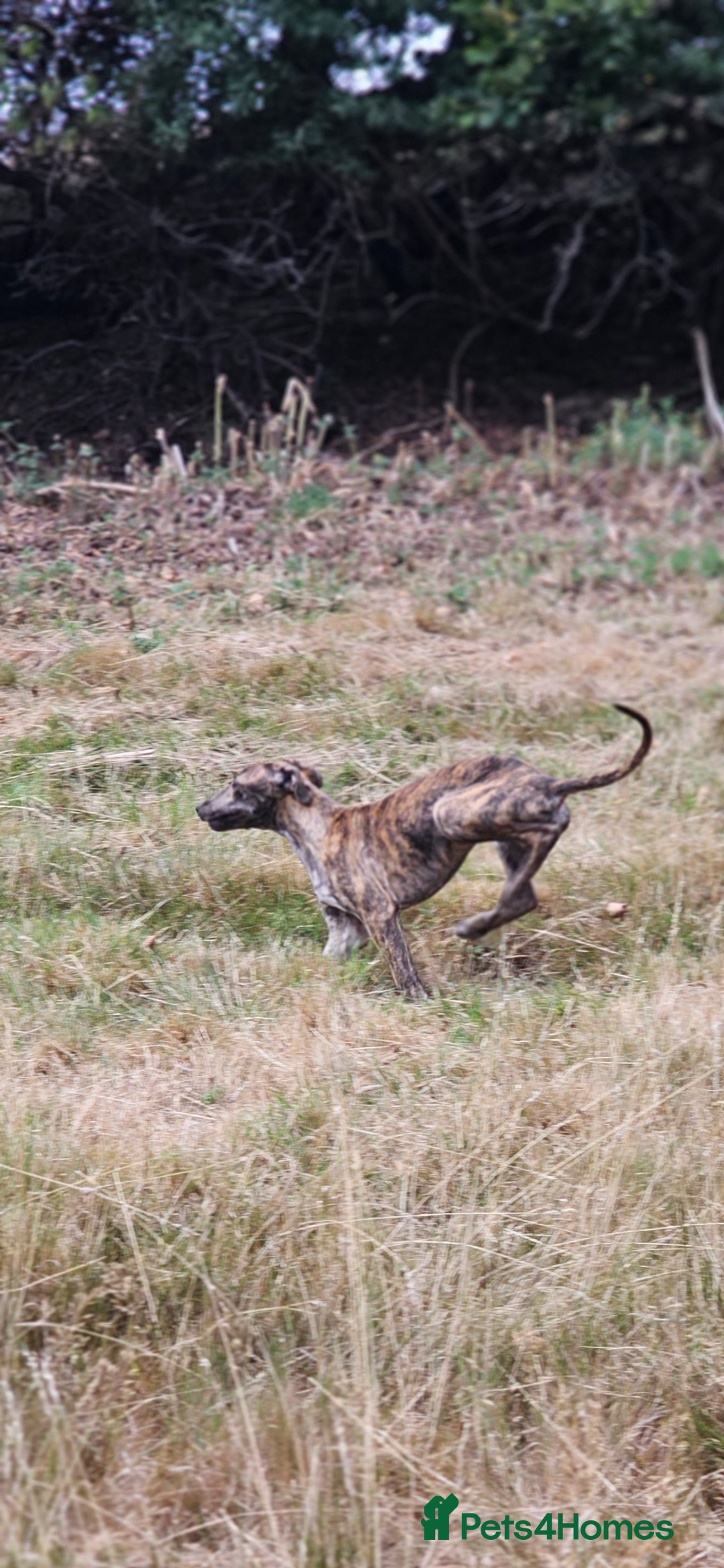 Whippet dogs for sale: 6 month old brindle whippet - Advert 5