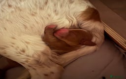 Cocker Spaniel dogs for sale: Cocker Spaniel Puppies  - Image 16