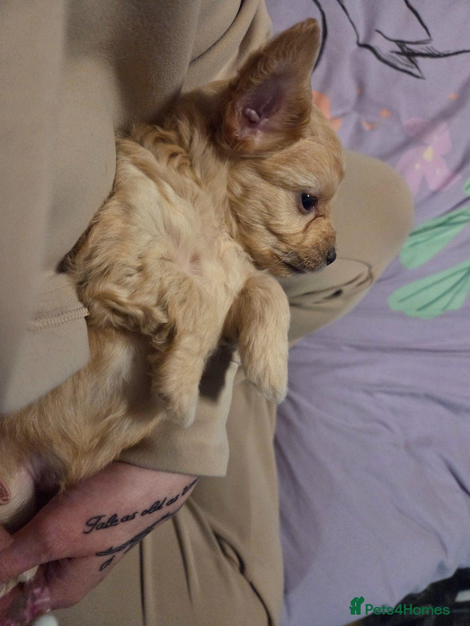 Chipoo dogs for sale:  Chihuahua x miniature poodles  in Leicester - Advert 22
