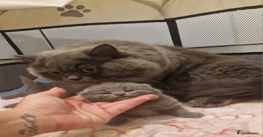 British Shorthair cats - Advert 13