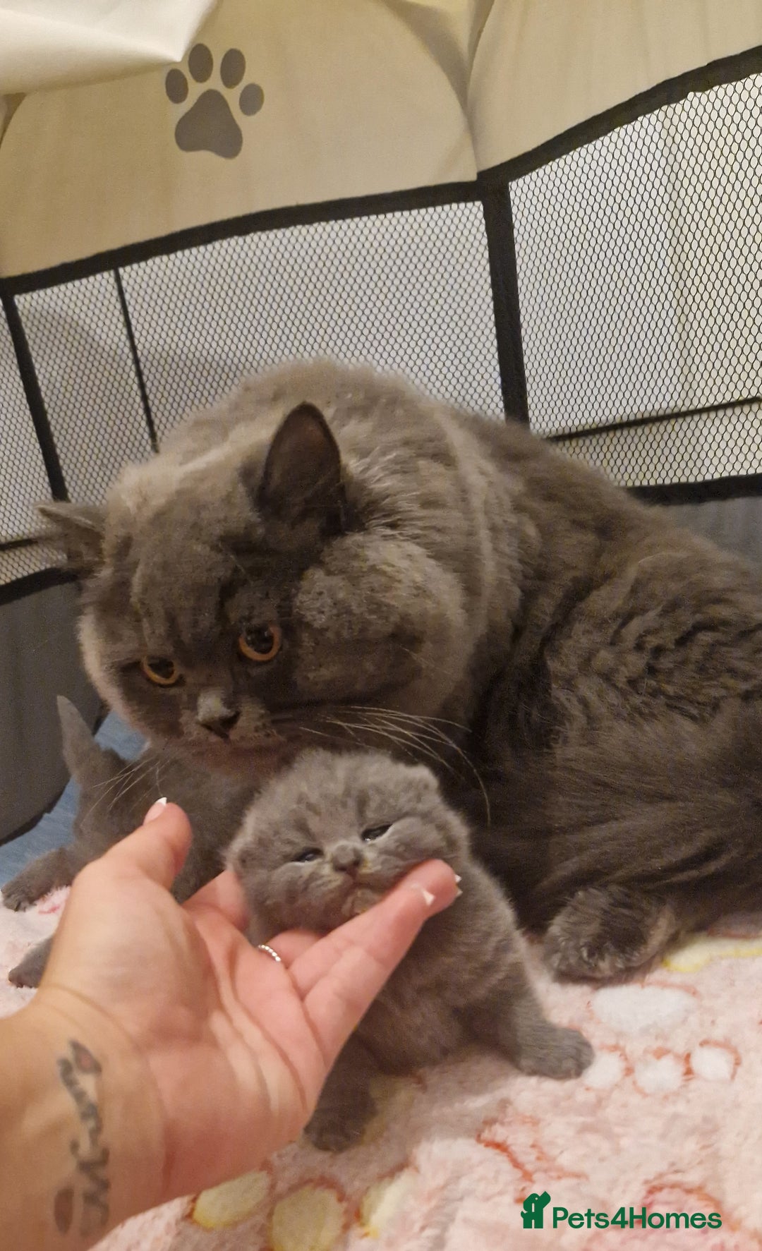 British Shorthair cats for sale: ✨ GCCF Registered British Shorthair Kittens ✨ - Image 2
