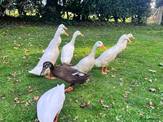 Ducks poultry White Indian Runner Drakes - Advert 1