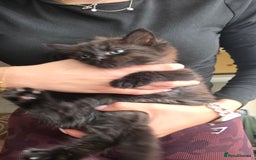 Mixed Breed cats for sale: Little boy looking for a loving home - Image 4