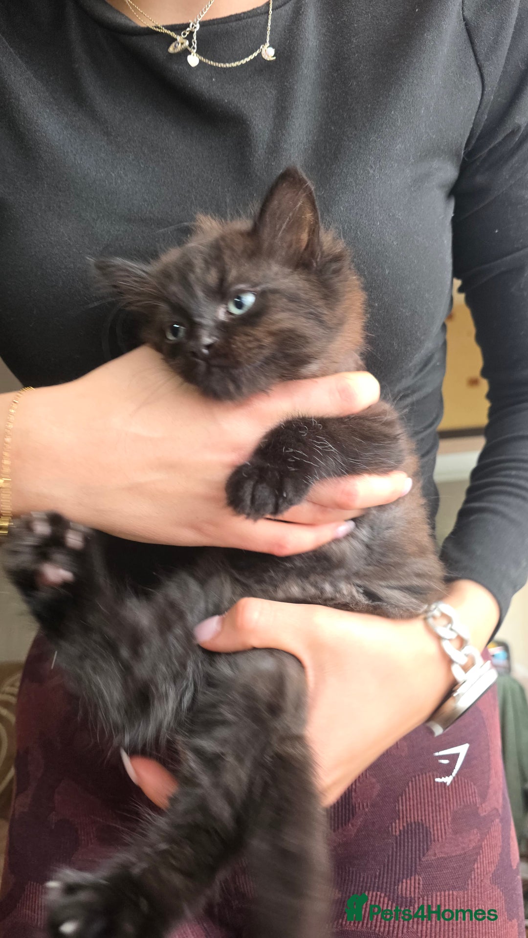 Mixed Breed cats for sale: Little boy looking for a loving home - Image 4