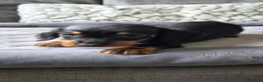 Dachshund 4