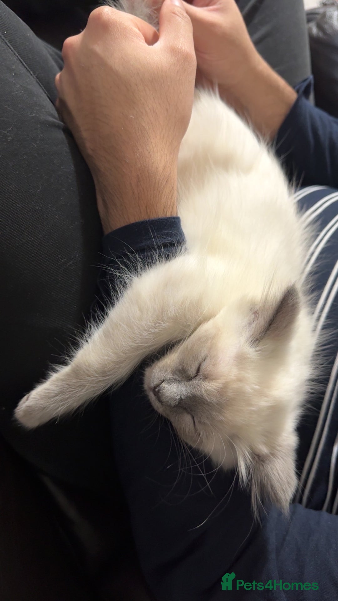 Ragdoll cats for sale: Male kitten for sale- leave asap - Advert 3