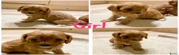 Cavapoo dogs for sale: Cavapoo pups from HEALTH TESTED KC parents in Ashford - Advert 10