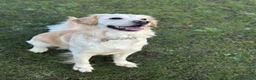 Golden Retriever dogs for stud: Golden Retriever Female Looking for Stud - Advert 2