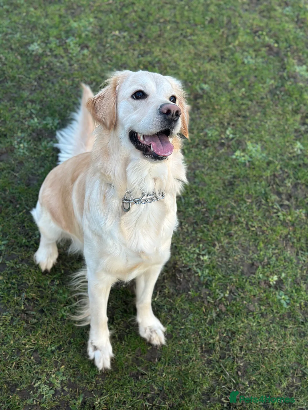 Golden Retriever dogs for stud: Golden Retriever Female Looking for Stud - Advert 2