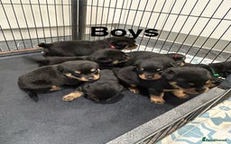 Rottweiler dogs for sale: Rottweiler puppies For sale  - Image 16