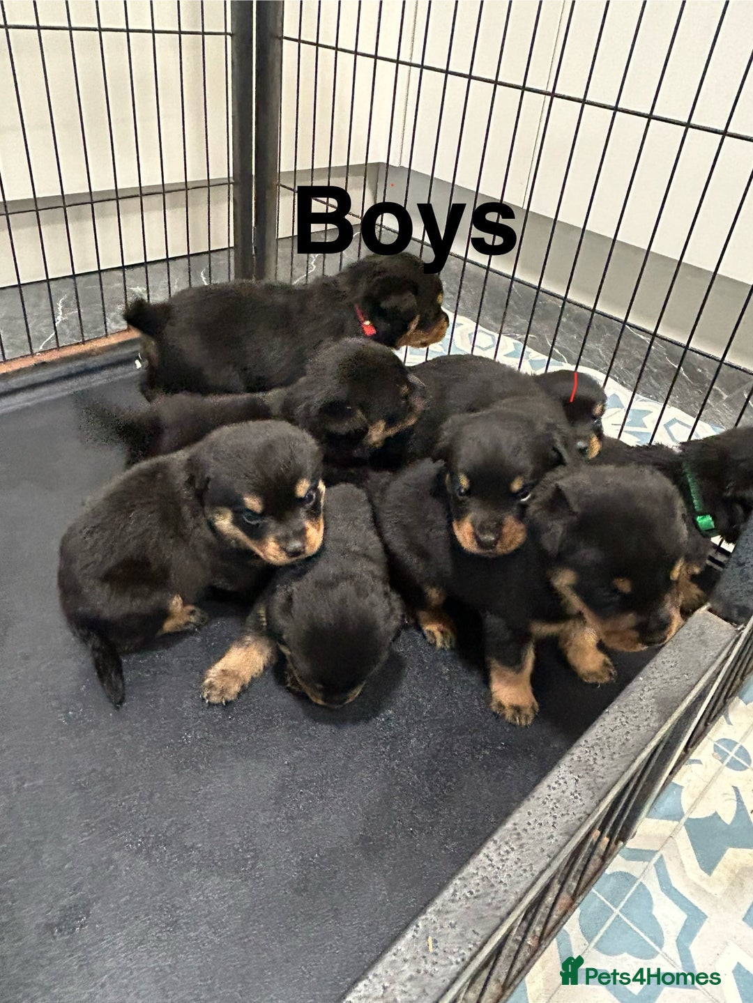 Rottweiler dogs for sale: Rottweiler puppies For sale  - Image 16