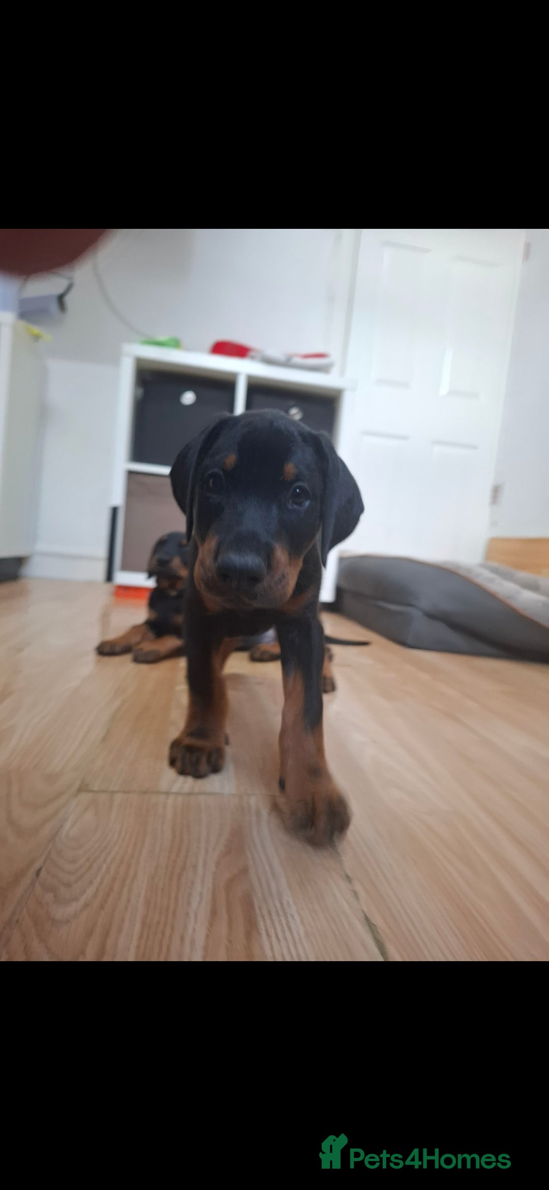 Dobermann dogs for sale: Beautiful Doberman puppies 3 boys 3 girls for sale - Image 20