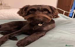 Sproodle dogs for stud: Sproodle For Stud - Image 2