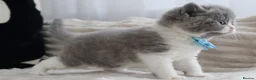 British Shorthair cats for sale: 😻 Unique BSH kittens with pedigree! ✨ - Advert 39