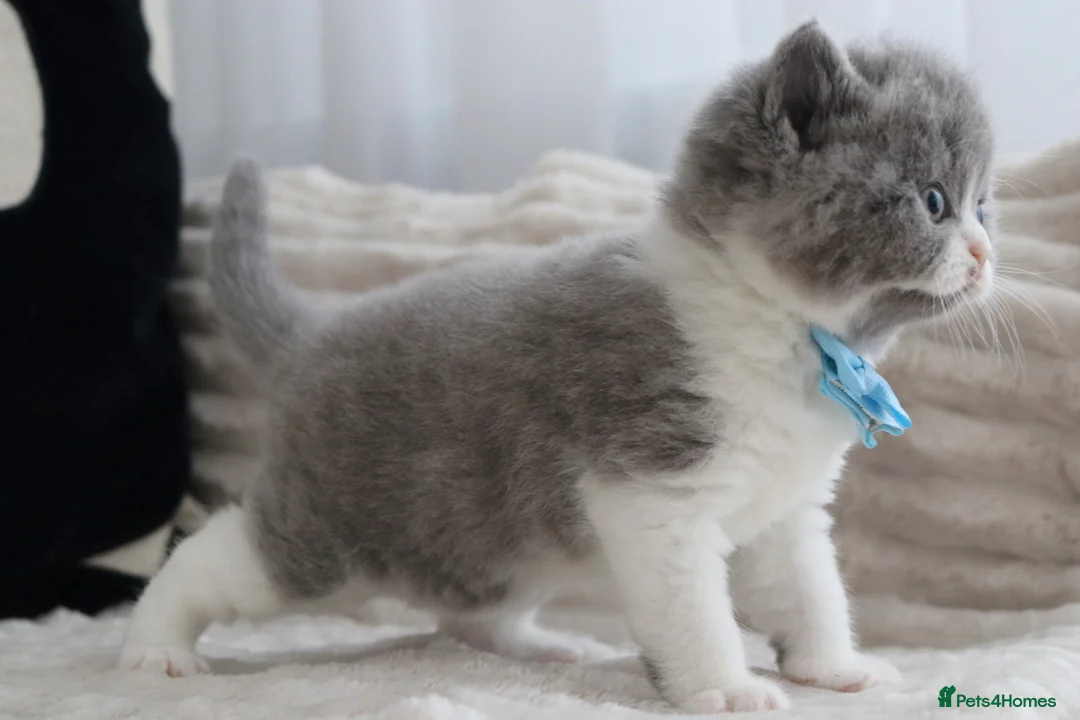 British Shorthair cats for sale: 😻 Unique BSH kittens with pedigree! ✨ - Advert 39