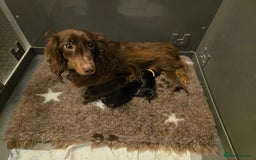 Miniature Dachshund dogs for sale: Rare long haired miniature dachshund litter - Image 4