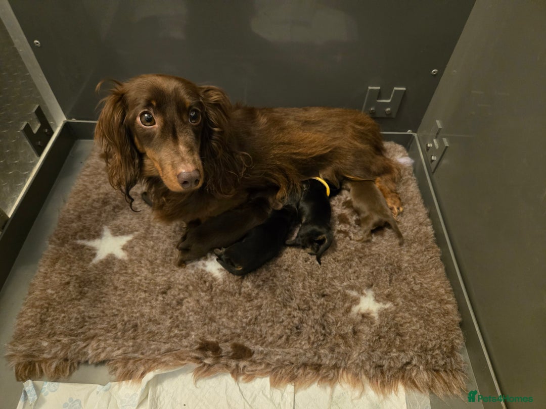 Miniature Dachshund dogs for sale: Rare long haired miniature dachshund litter - Image 4