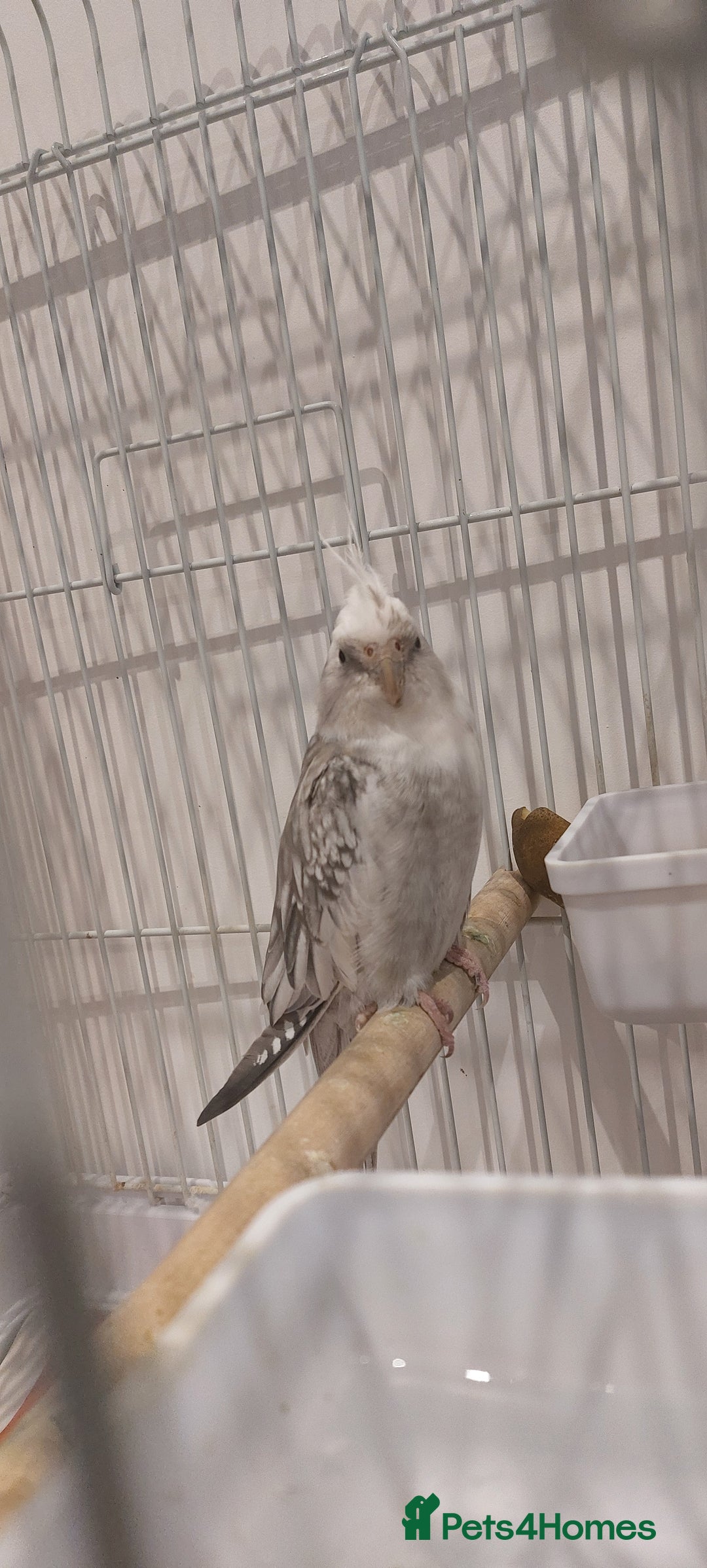 Cockatiels birds for sale: Cockatiel - Advert 1