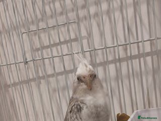Cockatiels birds Cockatiel - Advert 1