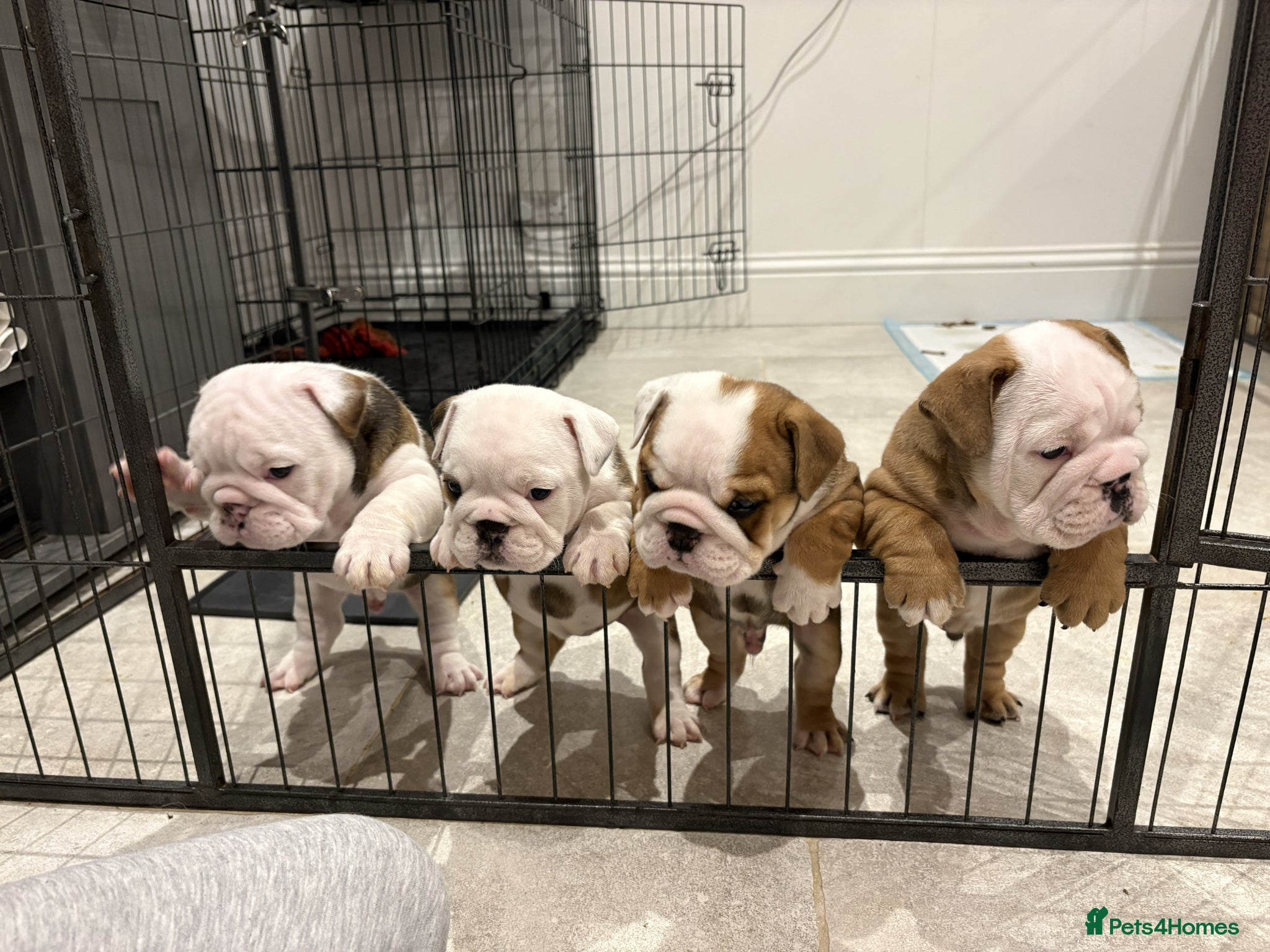 English Bulldog dogs for sale: 🐾KC reg Red & White English Bulldog 🐶 - Advert 14