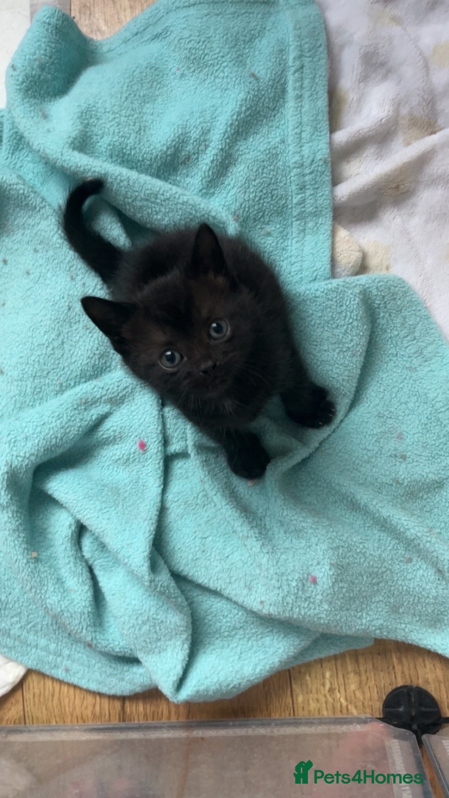 Mixed Breed cats Beautiful kittens  - Advert 2